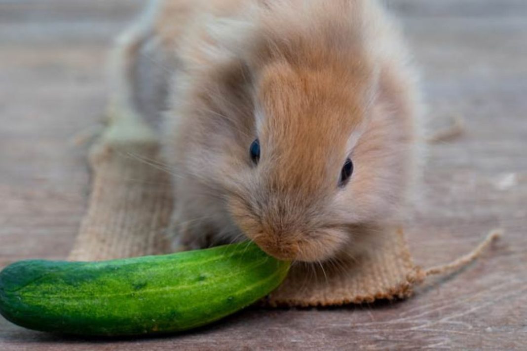 Can rabbits eat cucumbers