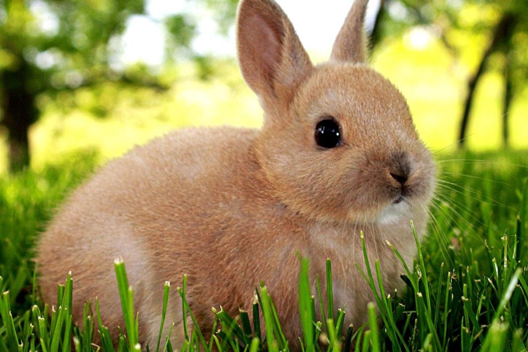 How old is my rabbit